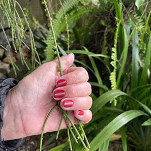 Manicure vermelha em jardim