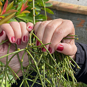 Manicure rosa fotografada ao ar livre